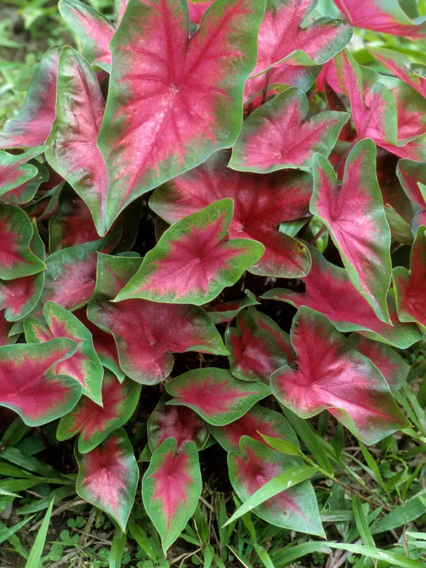 planting-caladium-bulbs