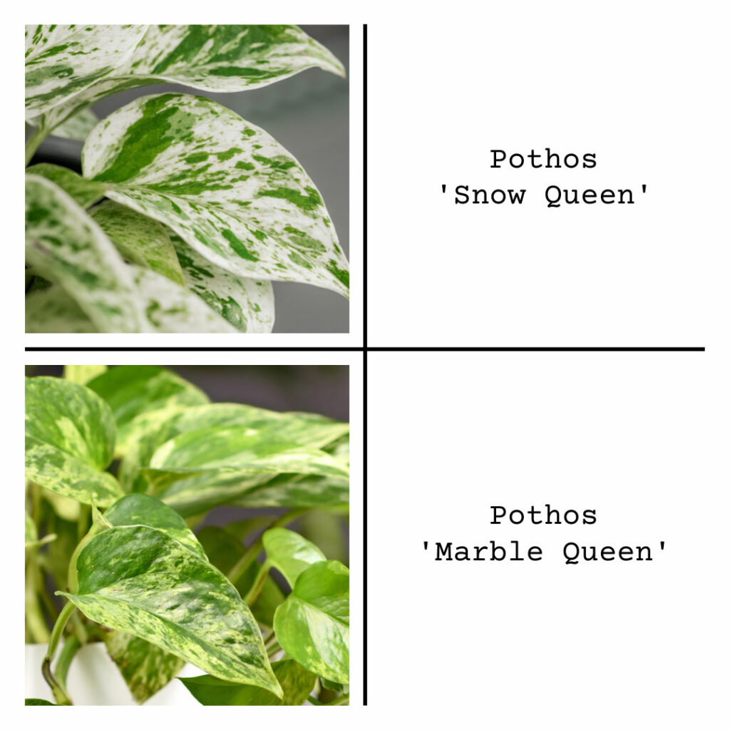 pothos-snow-queen-vs-marble-queen