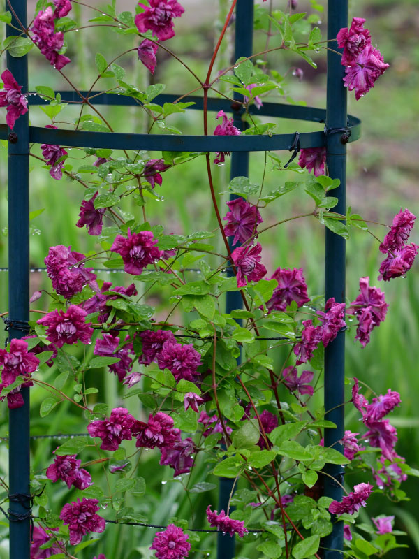 clematis-wire-fence