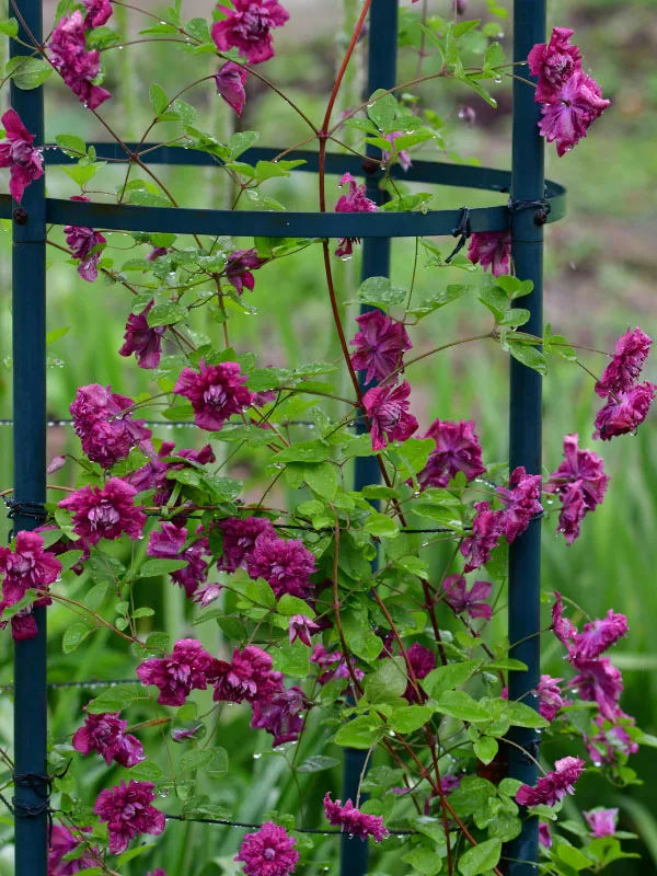 clematis-wire-fence