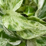 snow-queen-pothos-featured-pic