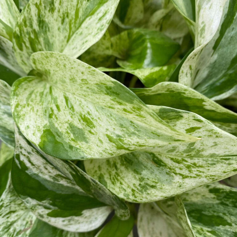 Snow Queen Pothos Ultimate Care Guide: 7+ Tips and FAQ
