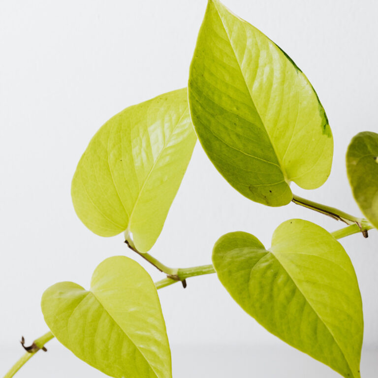 Variegated Neon Pothos:  7+ Great Care & Propagation Tips
