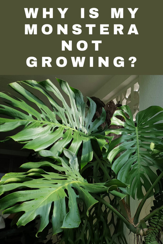 why-is-my-monstera-not-growing