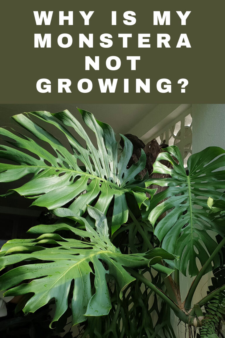 Why is my Monstera Not Growing? 9 Crucial Reasons Why
