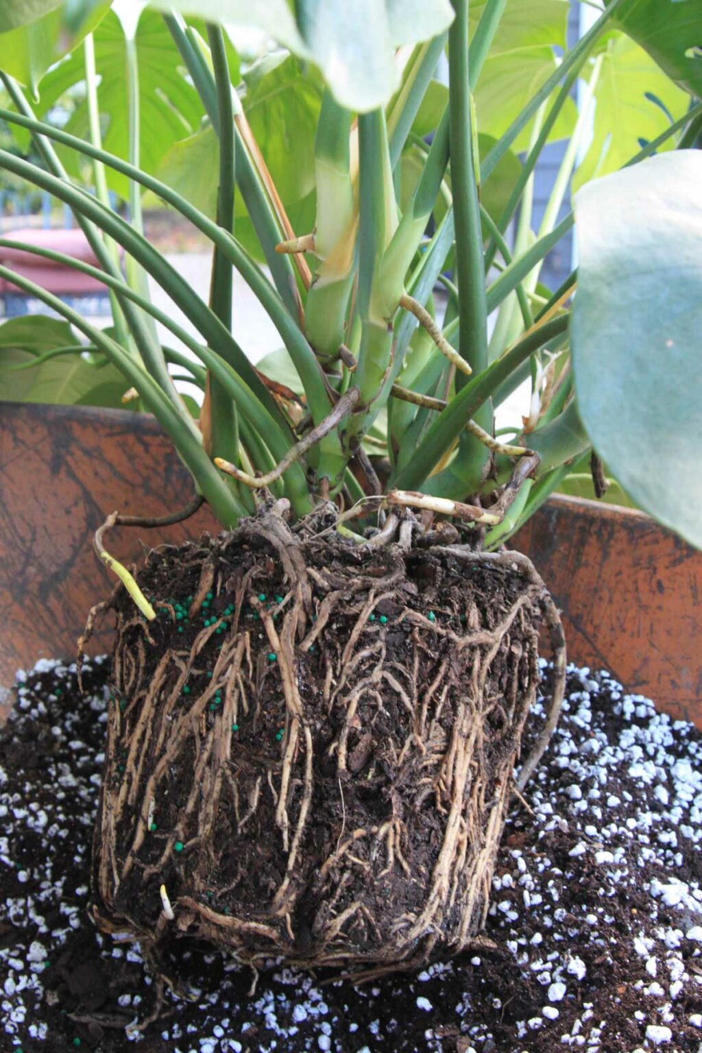 Monstera Pots 4 Tips in Choosing the Best Pot for Monstera