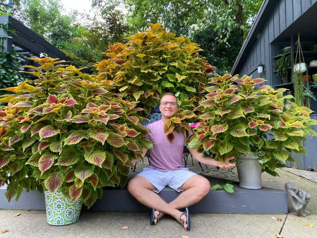 Image of Coleus plant for shade