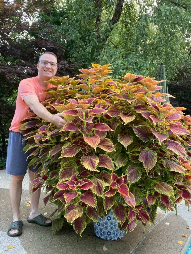 Image of Coleus for shade