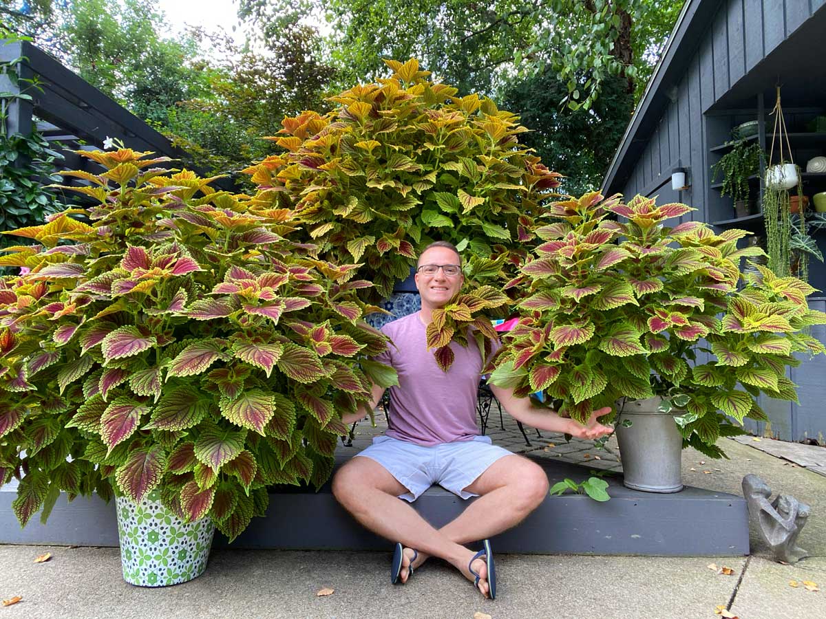 Image of Coleus part sun annuals