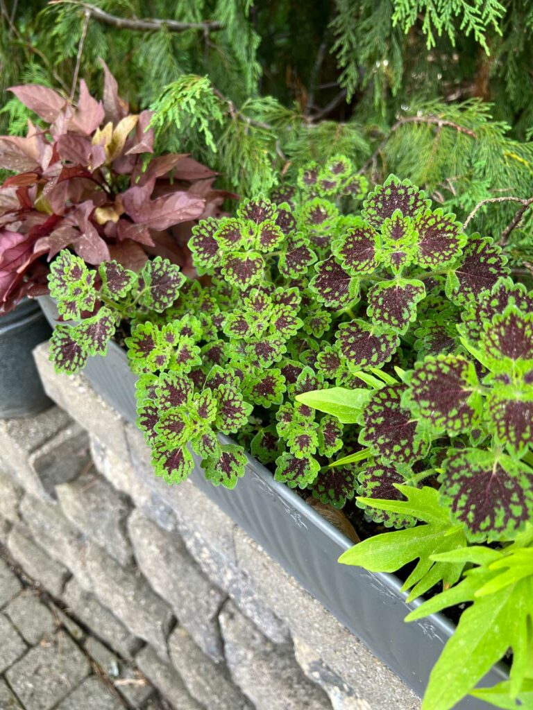 coleus-colorblaze-sun-gota de chocolate