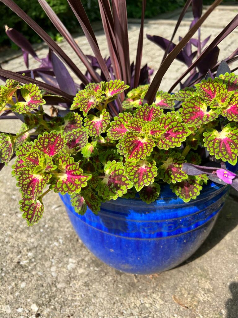 Gotas de fresa Coleus Colorblaze Sun