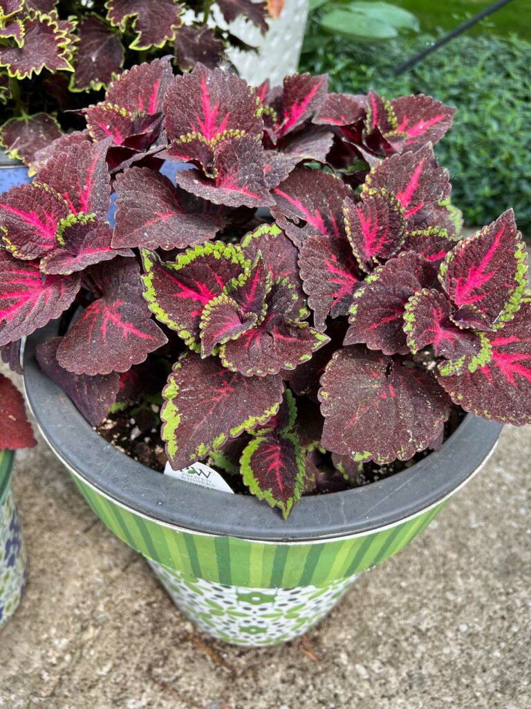 Coleus Colorblaze Sun Antorcha Luz