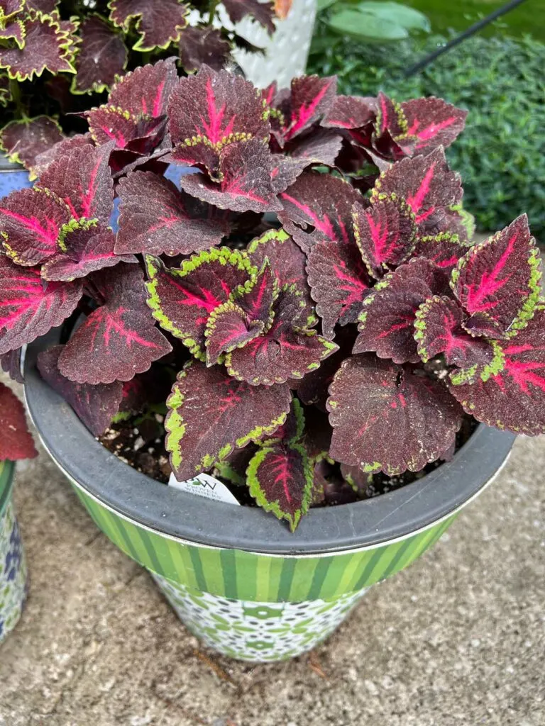 coleus-colorblaze-sun-torchlight