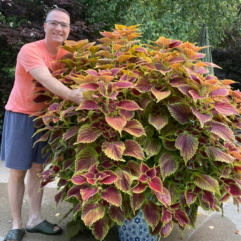18 Spectacular Coleus Varieties for Sun + Tips to Grow