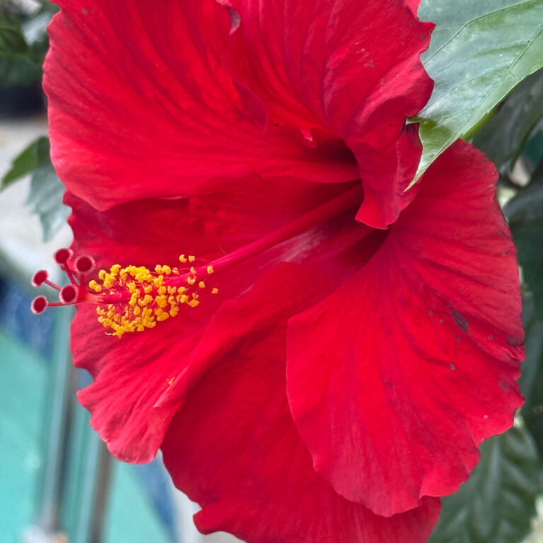How to Get Hibiscus to Bloom:  7 Crucial Factors +  Bonus Tip