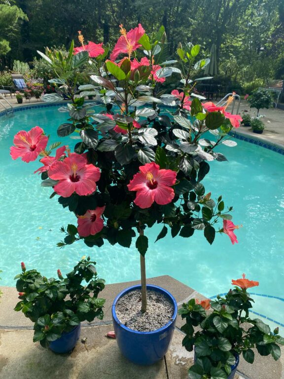 How to Get Hibiscus to Bloom 7 Crucial Factors + Bonus Tip