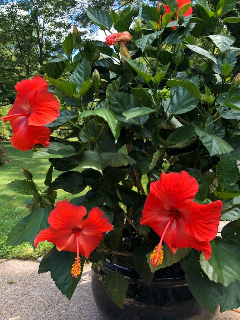 como hacer que florezca el hibisco