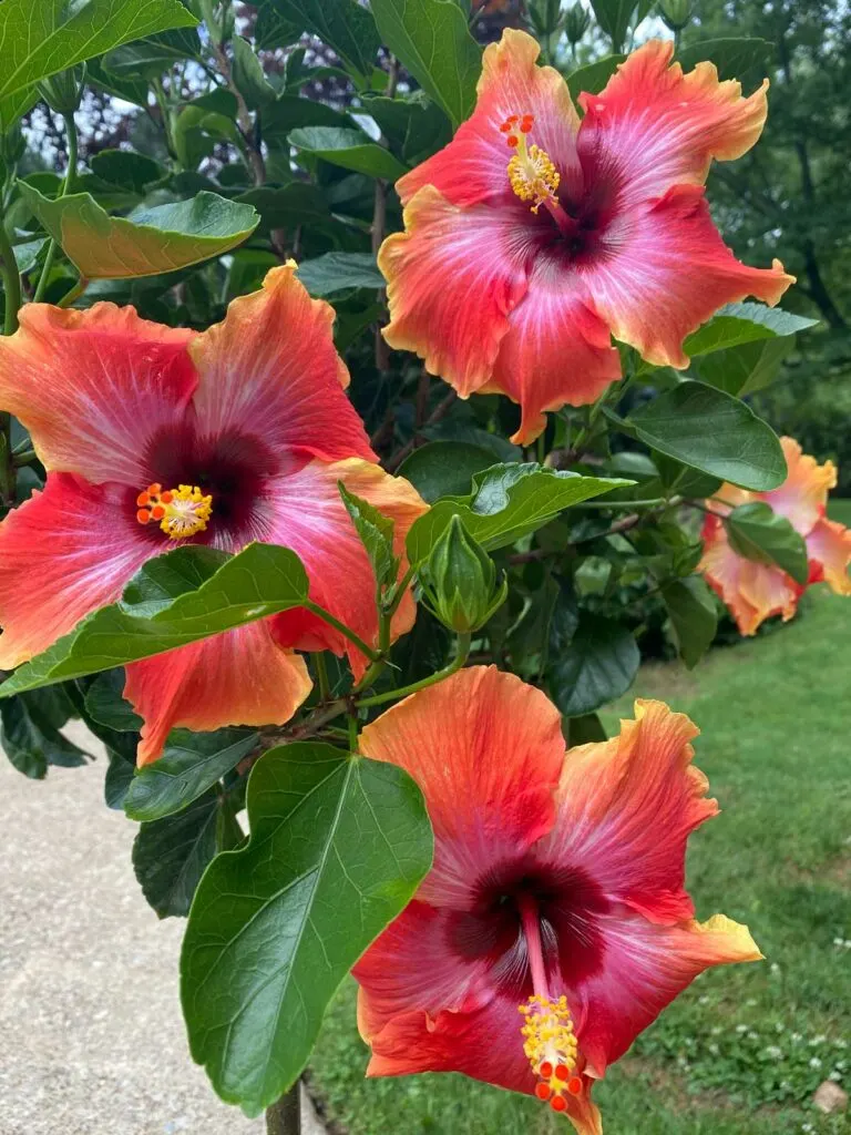 how-to-get-hibiscus-to-bloom