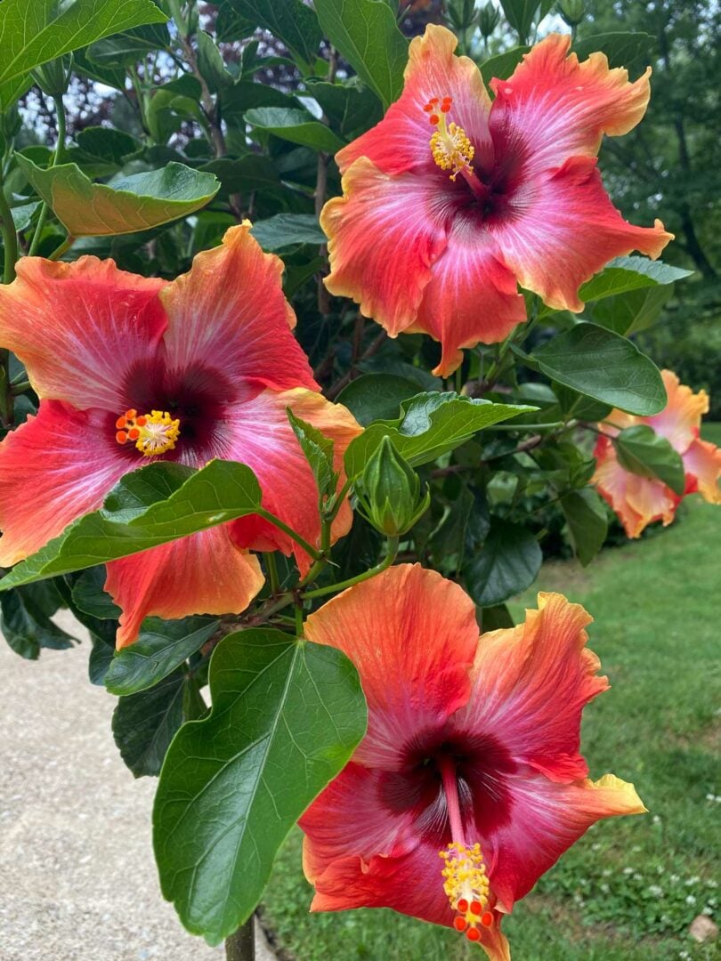 How to Get Hibiscus to Bloom 7 Crucial Factors + Bonus Tip
