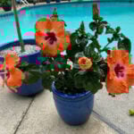 How to Get Hibiscus to Bloom: 7 Crucial Factors + Bonus Tip how-to-get-hibiscus-to-bloom