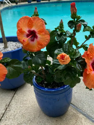 how-to-get-hibiscus-to-bloom