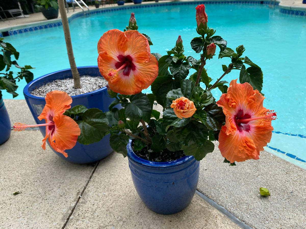 Image of Blue hibiscus flower in a pot