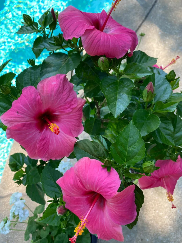 how-to-get-hibiscus-to-bloom