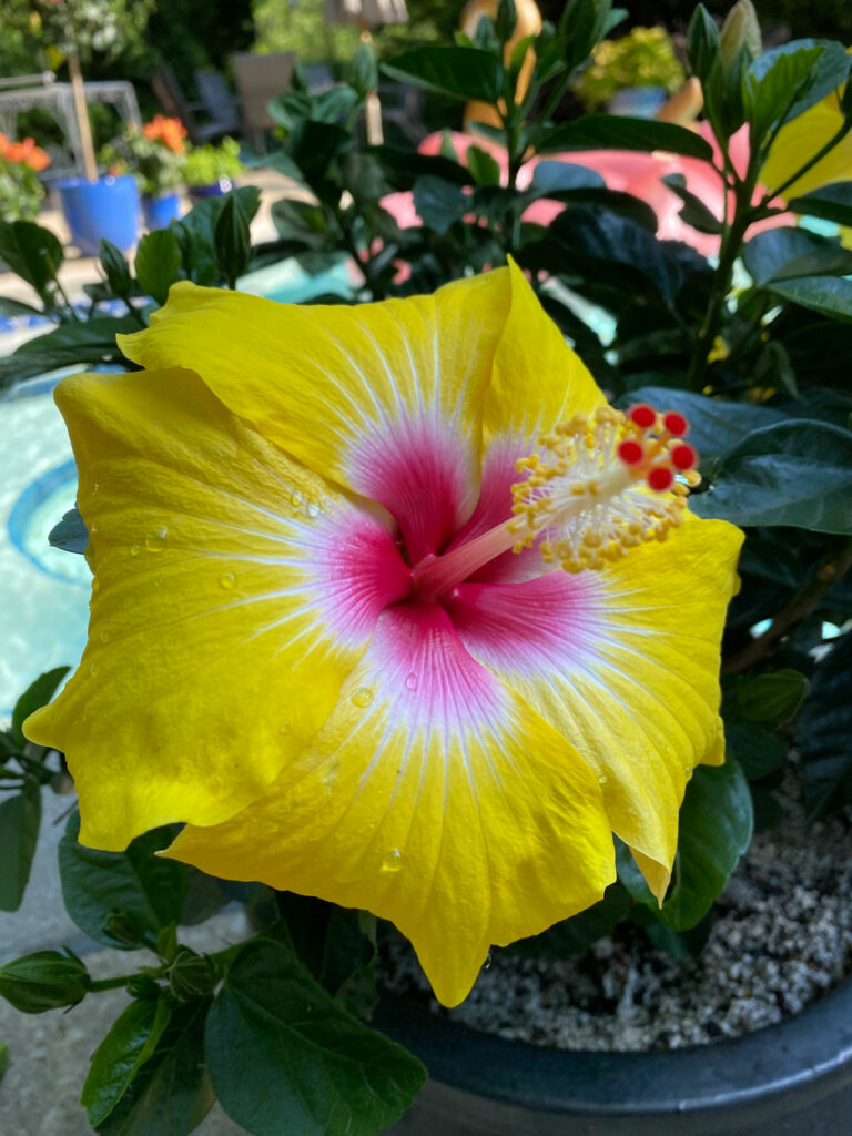 como hacer que florezca el hibisco