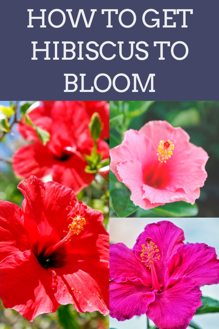 How to Get Hibiscus to Bloom 7 Crucial Factors + Tips