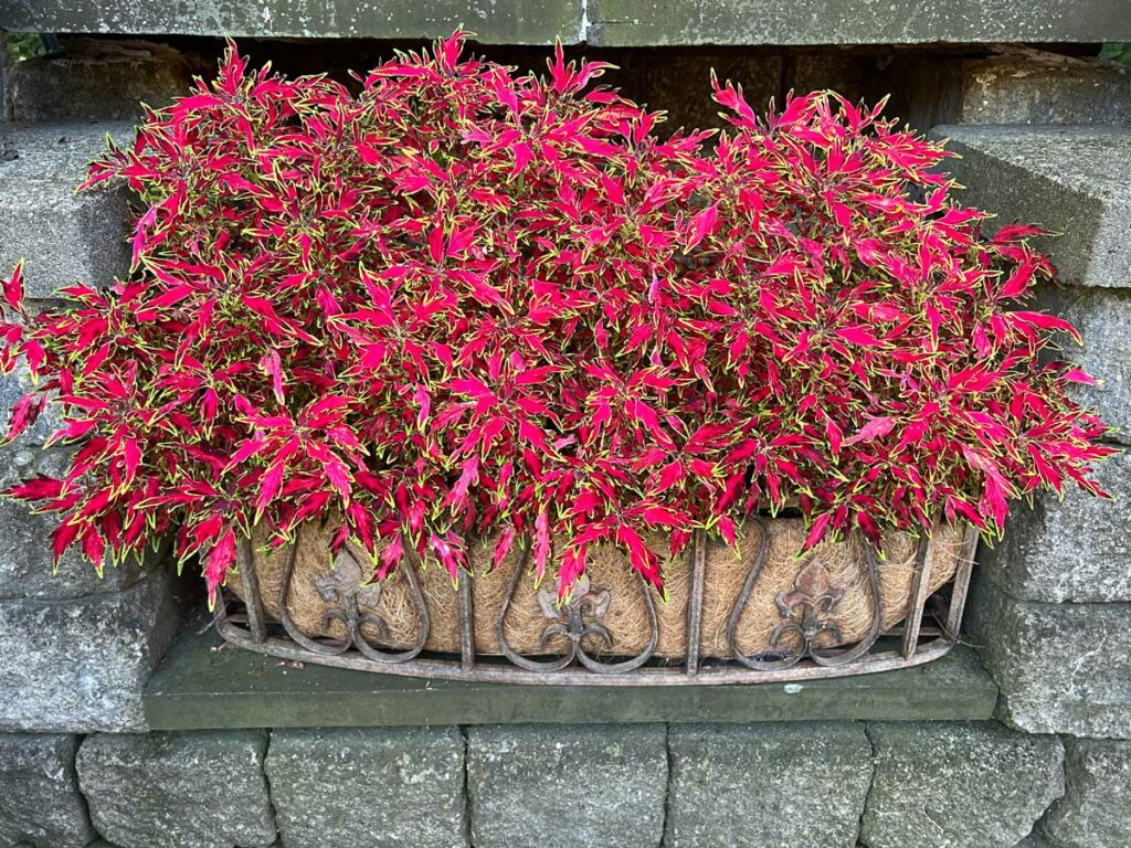 mini-me-watermelon-coleus