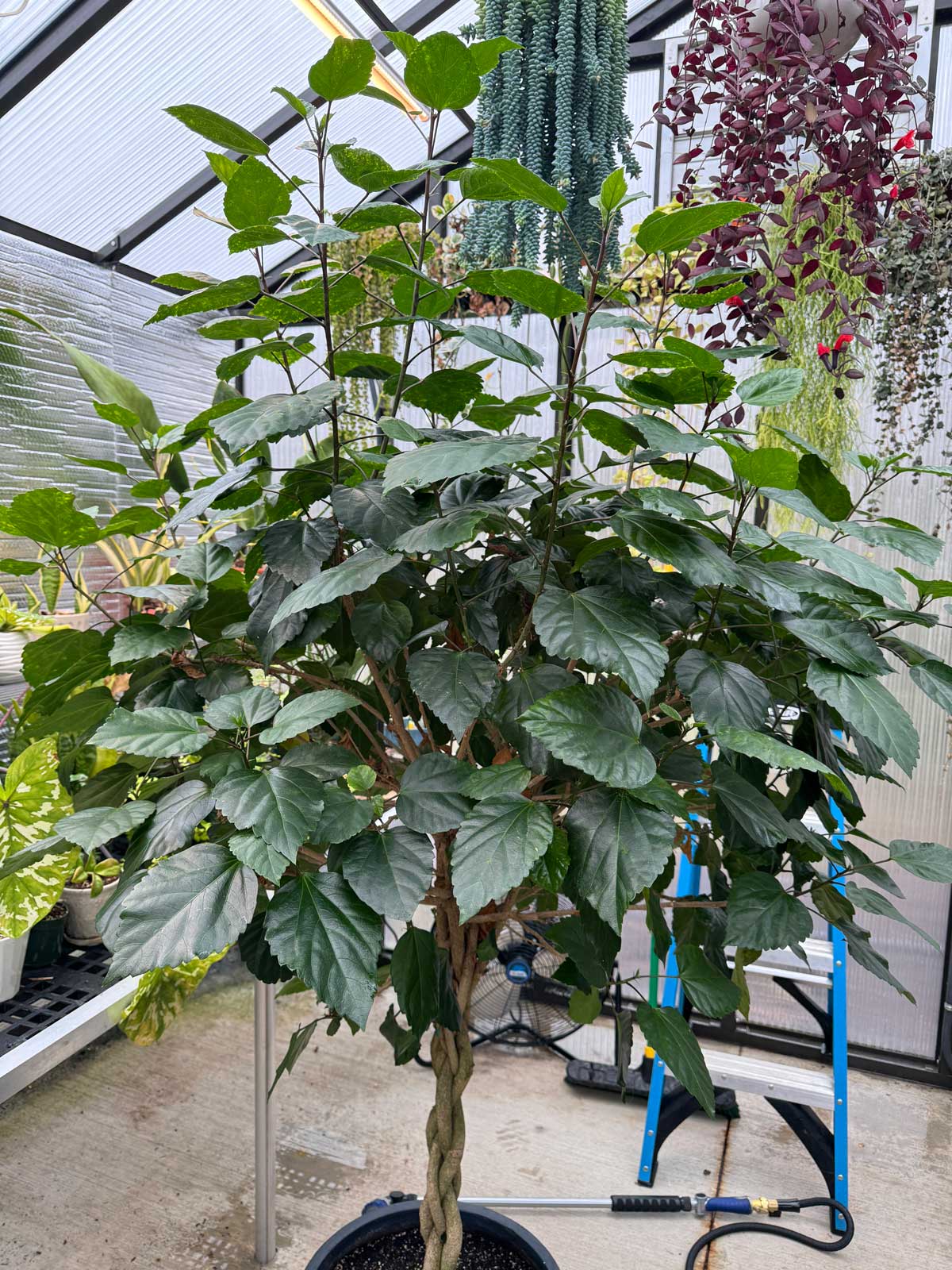 pruning-hibiscus-for-more-flowers