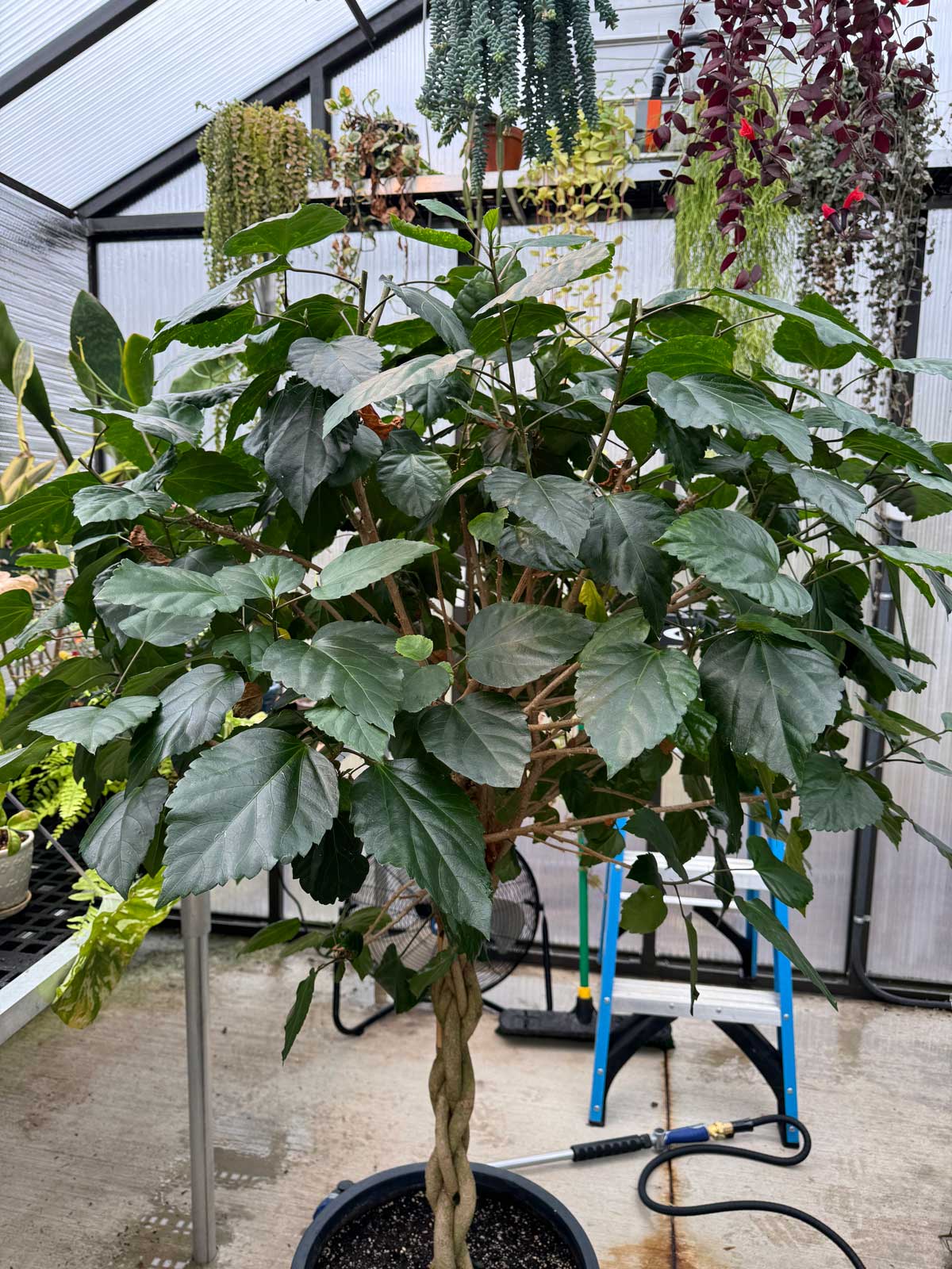 pruning-hibiscus-for-more-flowers