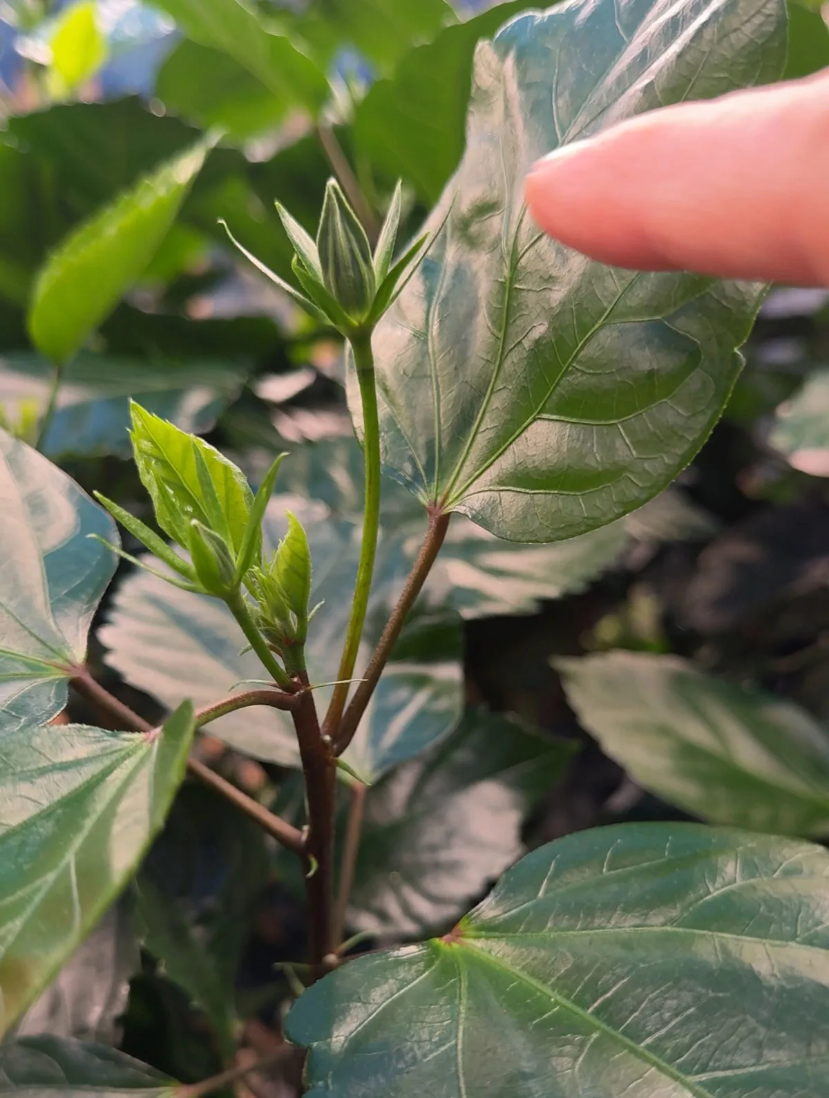 pruning-hibiscus-for-more-flowers