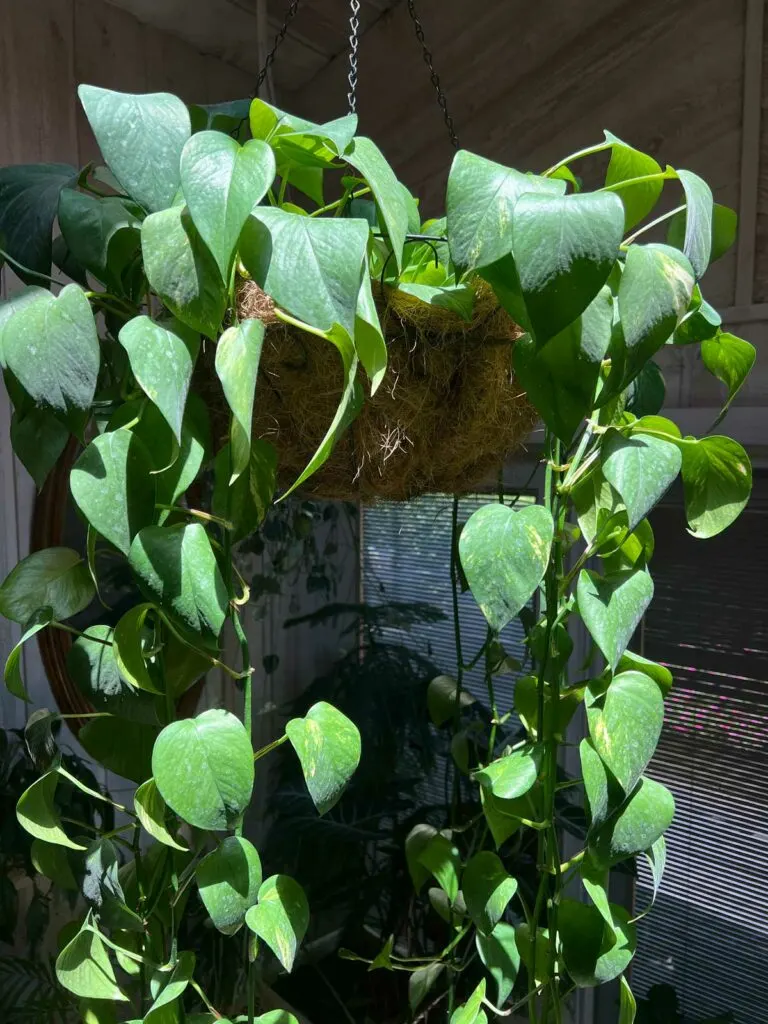 underwatered-pothos