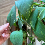 Underwatered Pothos - 3 Signs to Look For + Causes/Solutions underwatered-pothos