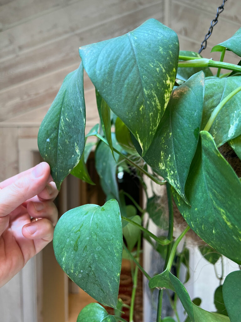 underwatered-pothos