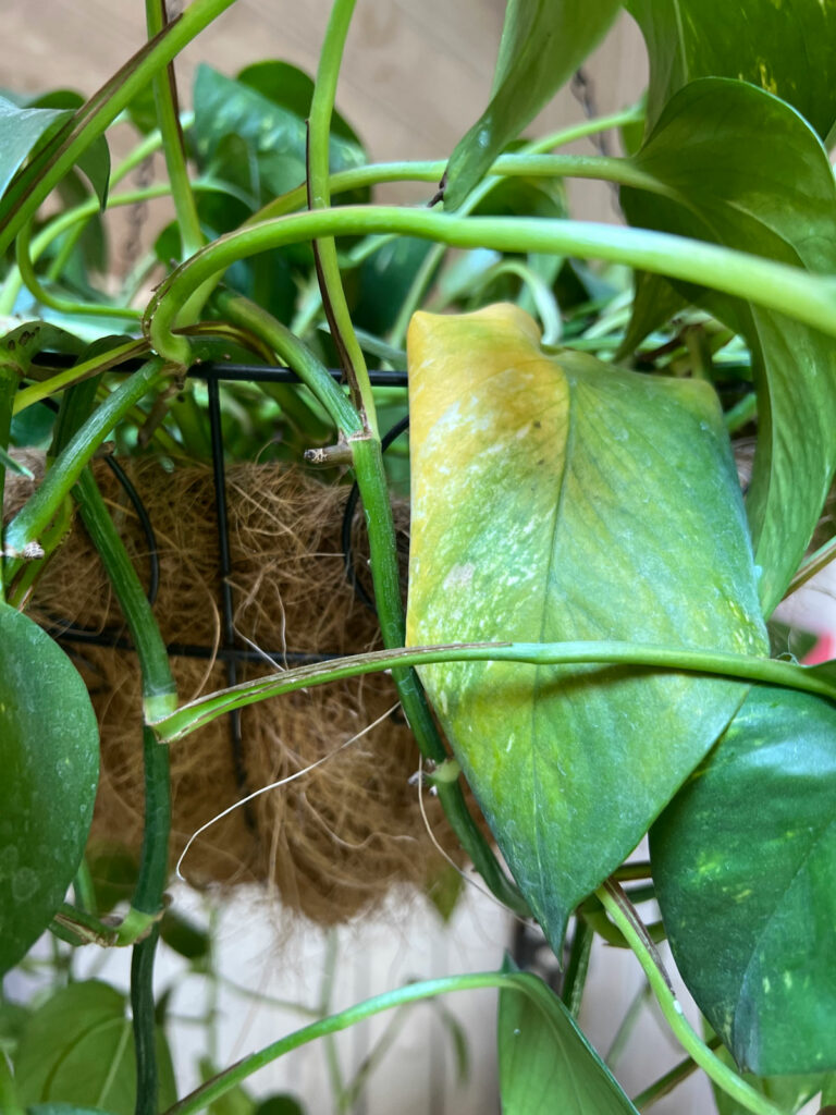 underwatered-pothos