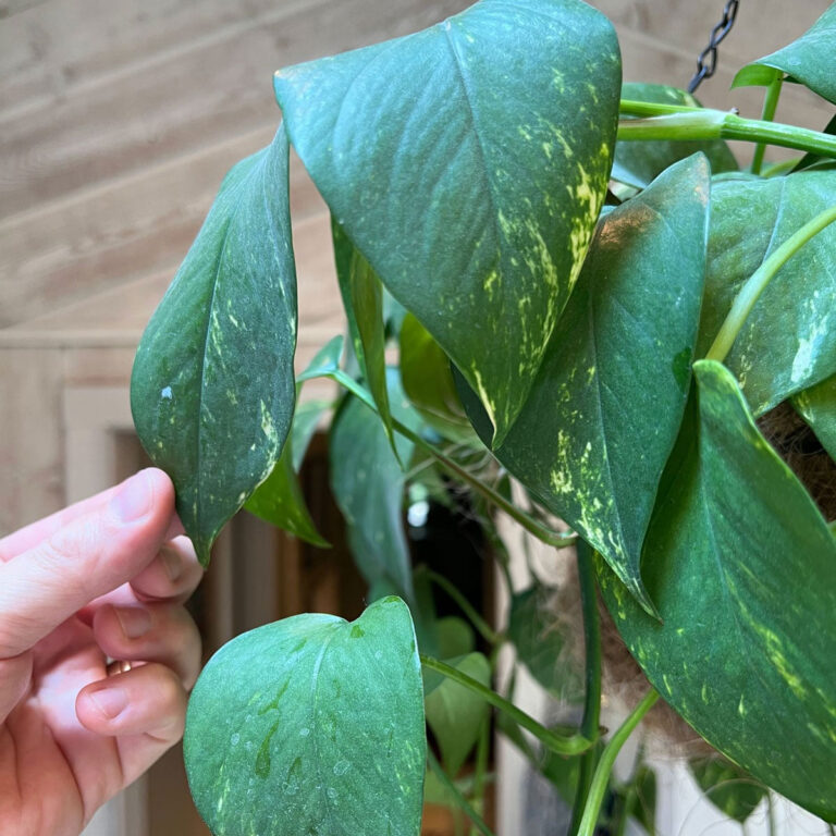 Underwatered Pothos - 3 Signs to Look For + Causes/Solutions