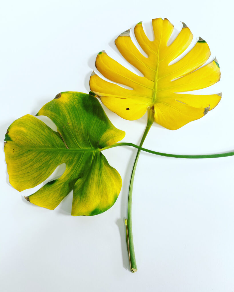 monstera-deliciosa-yellow-leaf-repotting