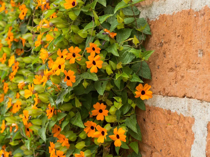 black-eyed-susan-vine-trellis-ideas