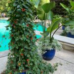 Black Eyed Susan Vine Trellis Ideas + Care Tips (Thunbergia) black-eyed-susan-vine-trellis-ideas