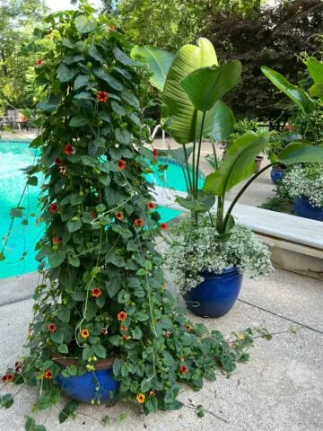 black-eyed-susan-vine-trellis-ideas
