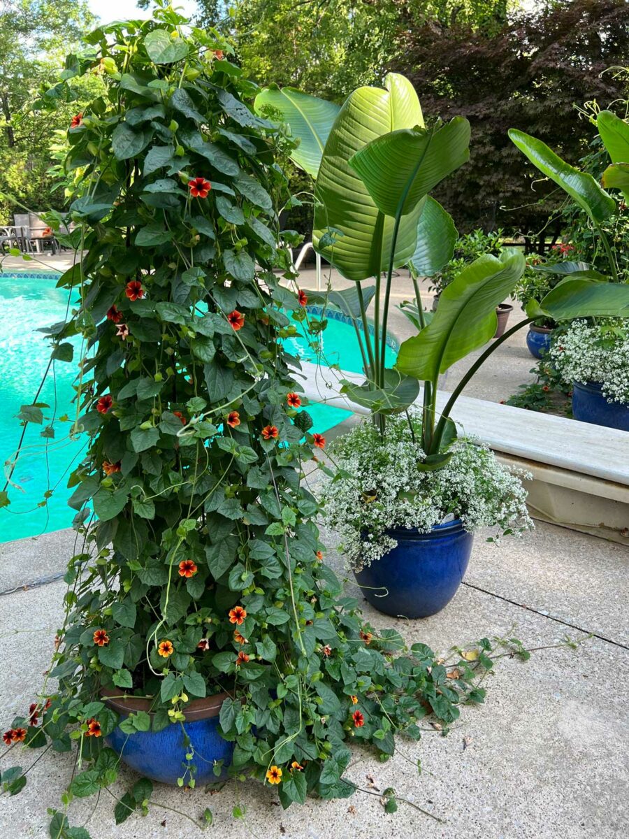 Black Eyed Susan Vine Trellis Ideas + Care Tips (Thunbergia)