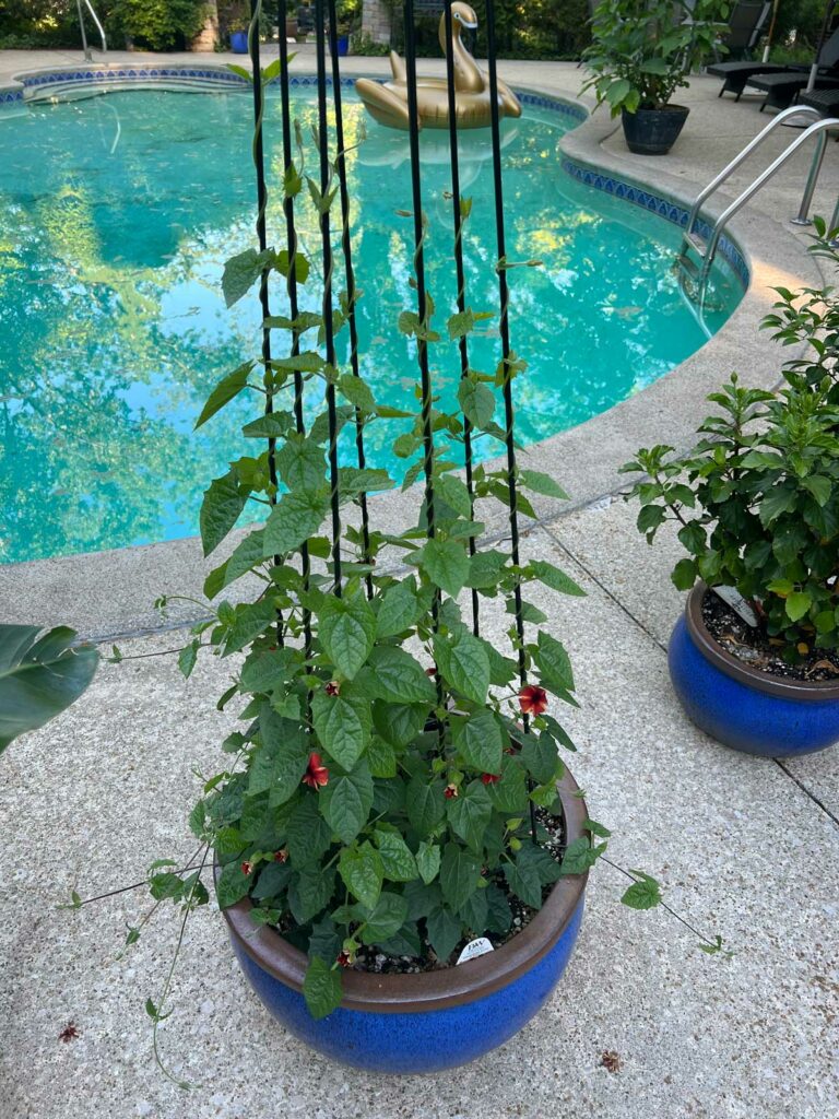 black-eyed-susan-vine-apoyo-ideas