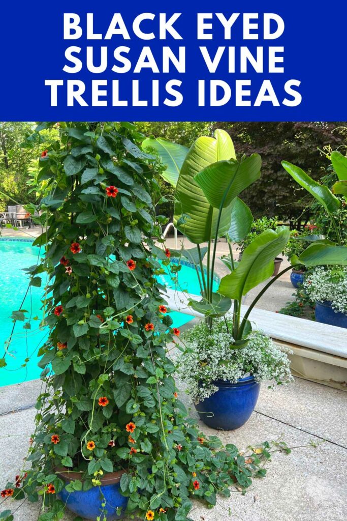 black-eyed-susan-vine-trellis-ideas