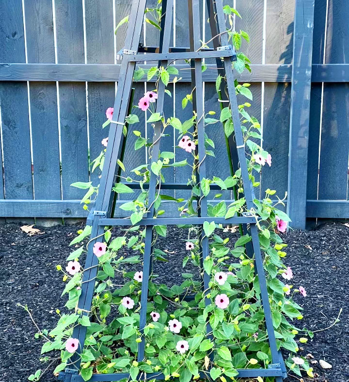 black-eyed-susan-vine-trellis-ideas