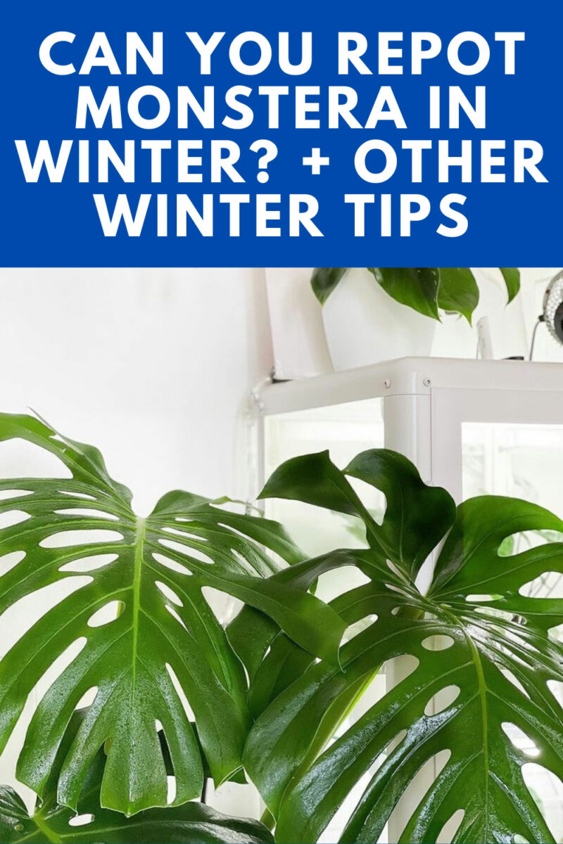 Repotting Monstera in Winter: Can You? + Other Winter Tips