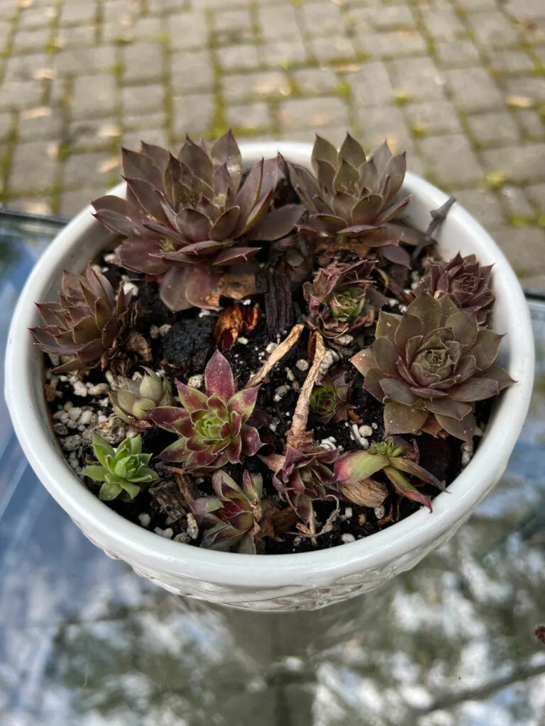 hens-and-chicks-dying