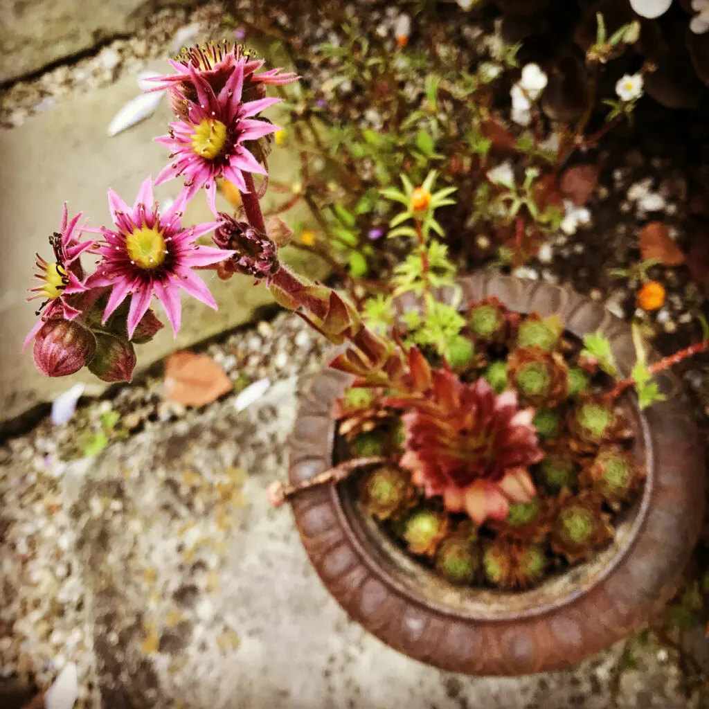 hens-and-chicks-dying