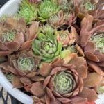 HENS AND CHICKS DYING? HERE ARE THE TOP 3 REASONS WHY hens-and-chicks-dying